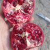 رب انار درجه یک صادراتی