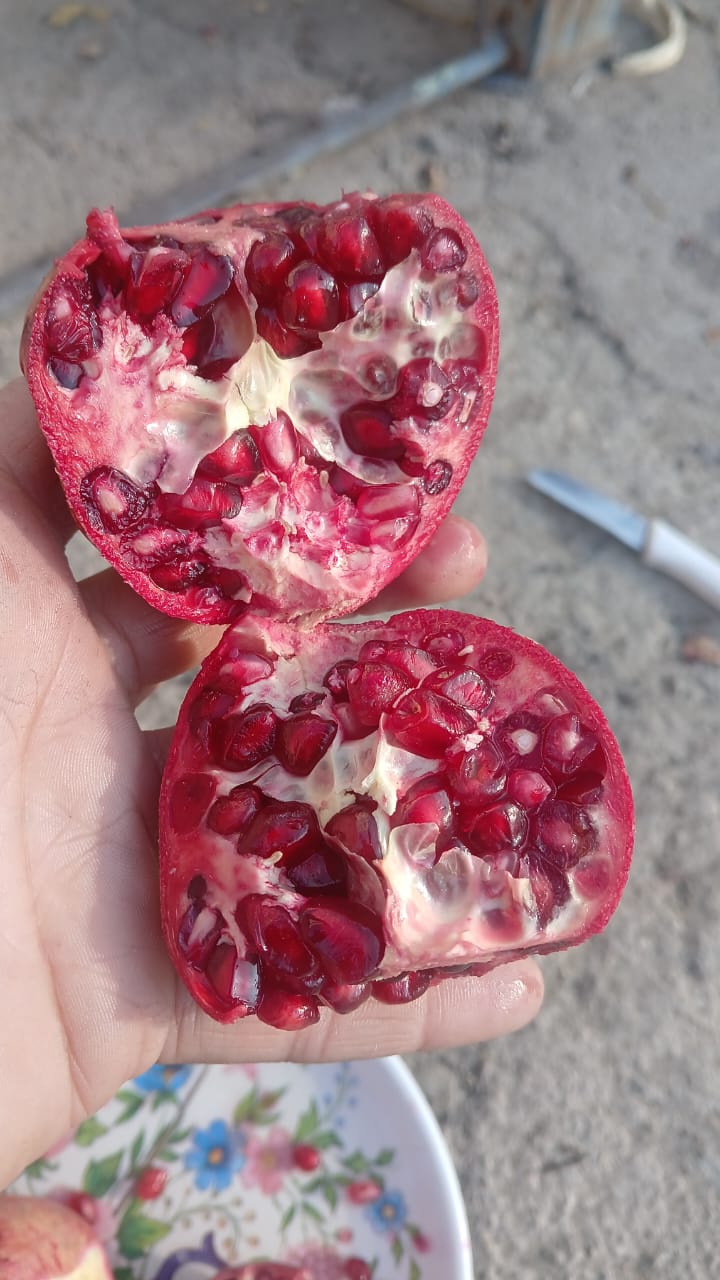 رب انار درجه یک صادراتی
