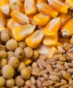 نهاده دام و طیور
