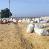 کاه گندم سفیدکردستان درجه یک