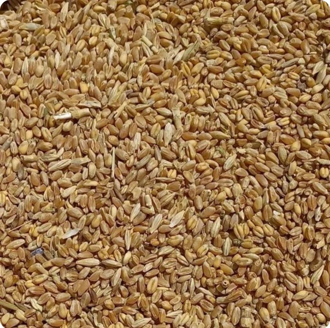 گندم دیم مخصوص پخت نان